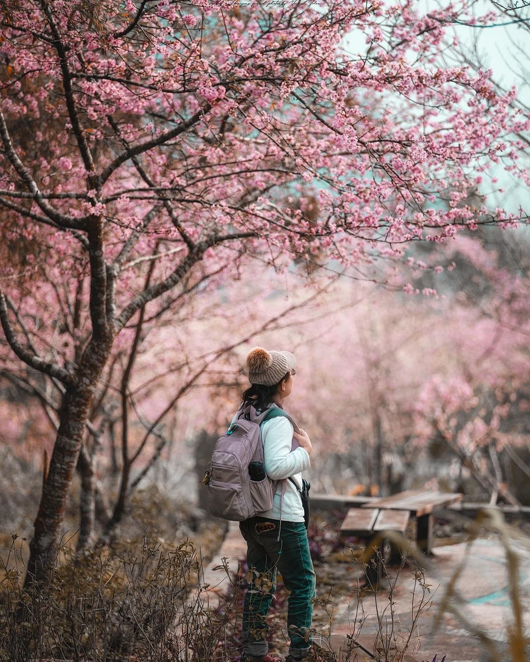 【全台櫻花季】沉浸在粉色花海之中 盤點初春踏春五個最美去處