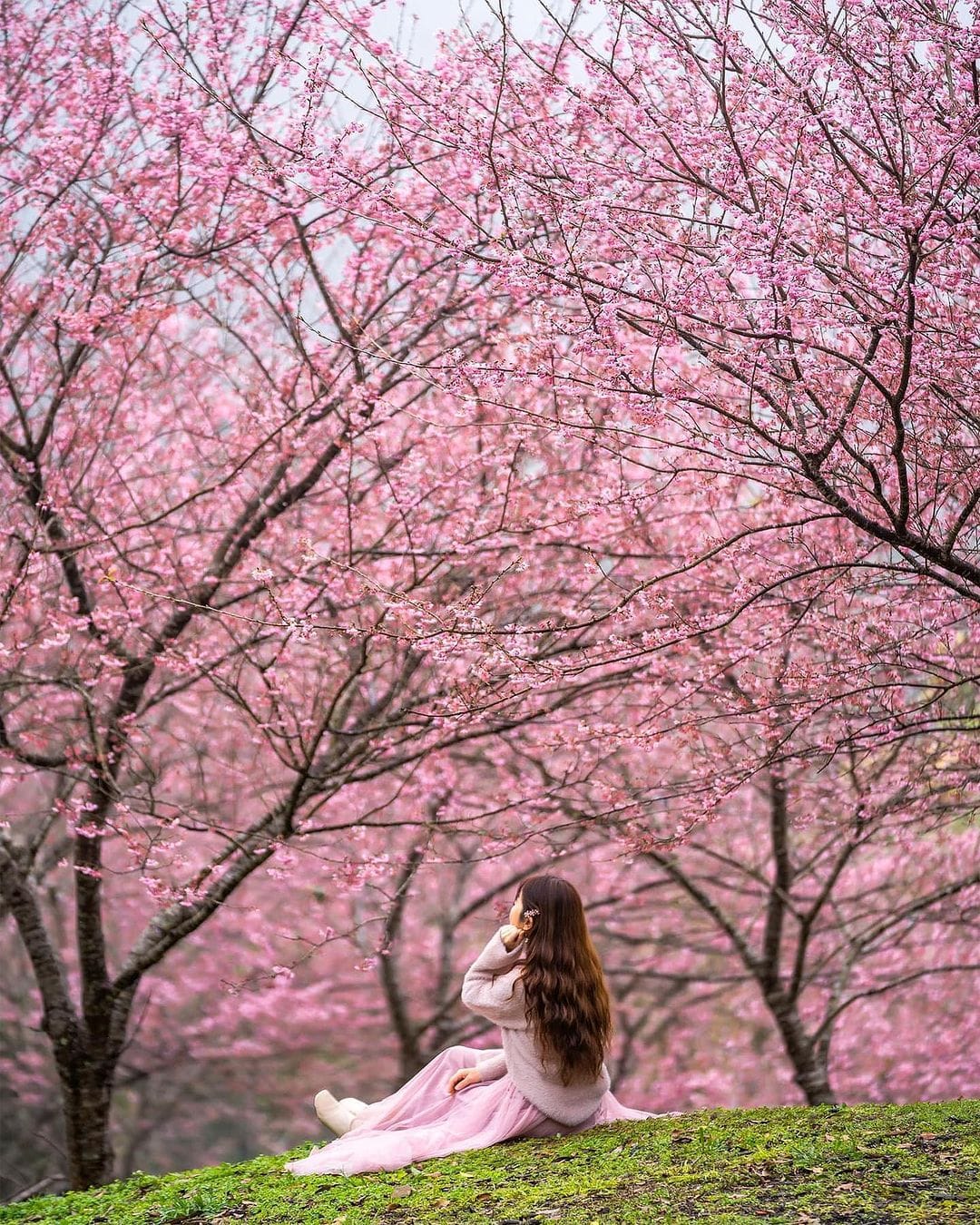 【全台櫻花季】沉浸在粉色花海之中 盤點初春踏春五個最美去處