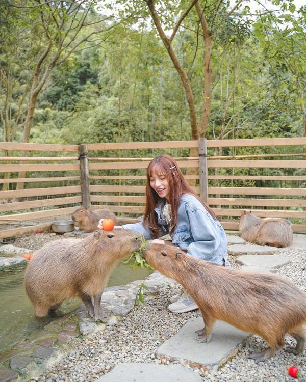 哈比丘茶樹森林,苗栗,銅鑼,苗栗景點,苗栗旅遊,銅鑼景點,親子景點,動物樂園,台灣景點,中部景點,水豚君