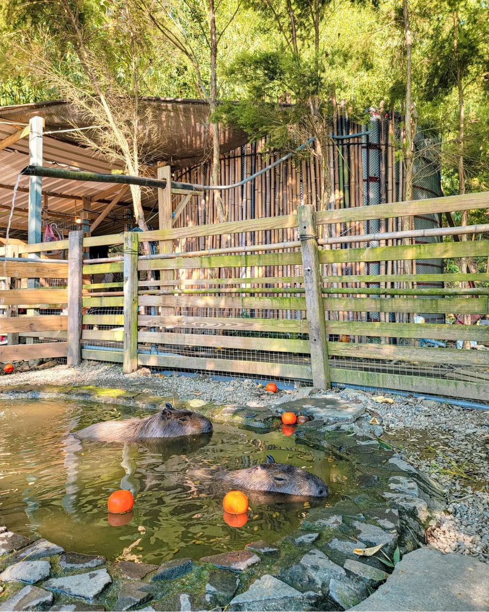 哈比丘茶樹森林,苗栗,銅鑼,苗栗景點,苗栗旅遊,銅鑼景點,親子景點,動物樂園,台灣景點,中部景點