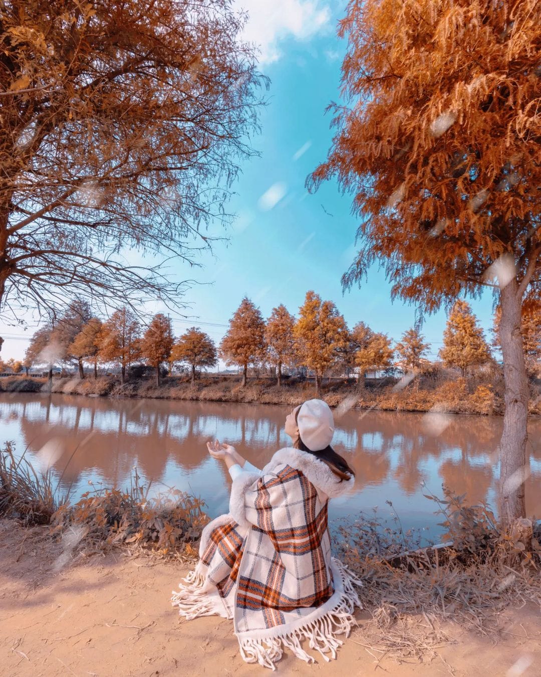 嘉義迷霧松境,迷霧松境,落羽松,落羽松景點,打卡景點,嘉義景點,嘉義,嘉義旅遊,嘉義落羽松秘境,落羽松秘境,台灣景點