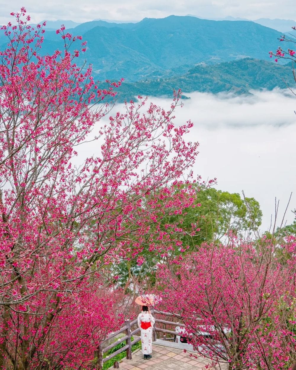 櫻花季,賞櫻,櫻花,台灣櫻花,台灣賞櫻景點,賞櫻景點,協雲宮,協雲宮櫻花,中部賞櫻,苗栗櫻花,苗栗賞櫻