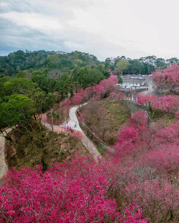 櫻花季,賞櫻,櫻花,台灣櫻花,台灣賞櫻景點,賞櫻景點,協雲宮,協雲宮櫻花,中部賞櫻,苗栗櫻花,苗栗賞櫻