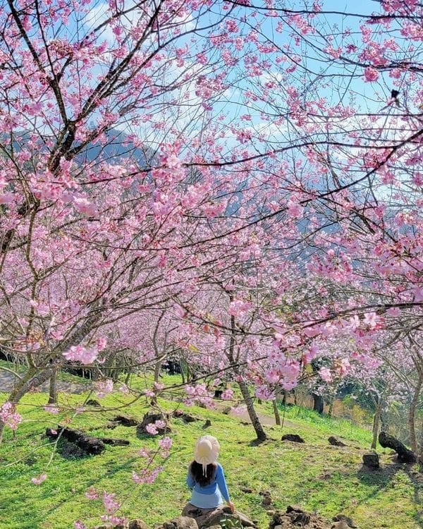 桃園景點,桃園,桃園旅遊,桃園景點推薦,悠然秘境小屋,桃園賞櫻景點,桃園櫻花,賞櫻景點,桃園復興,桃園咖啡廳,賞櫻,櫻花季
