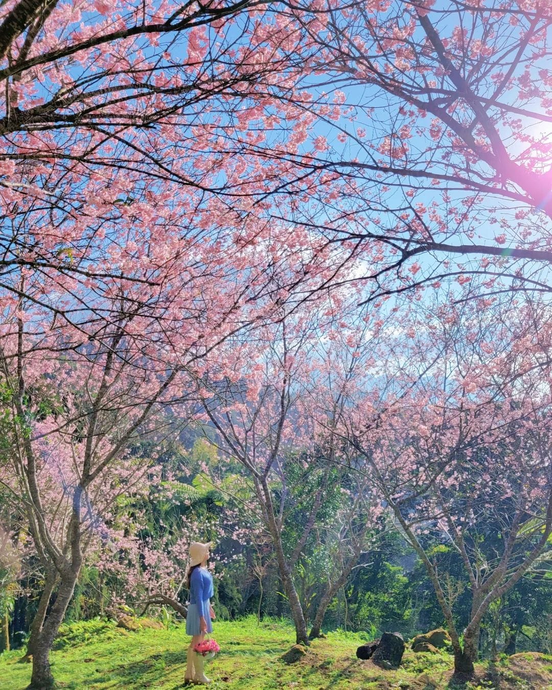 桃園景點,桃園,桃園旅遊,桃園景點推薦,悠然秘境小屋,桃園賞櫻景點,桃園櫻花,賞櫻景點,桃園復興,桃園咖啡廳,賞櫻,櫻花季